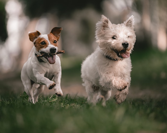 שני כלבים רצים על דשא